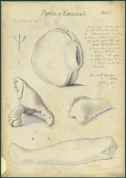 Emblematy falliczne, kolekcja pana Szapiry, płyta 5, 1872 (wc i ołówek na papierze)